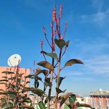 Le Terrazze Sul Vesuvio