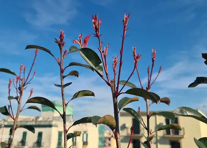 דירה Le Terrazze Sul Vesuvio נאפולי