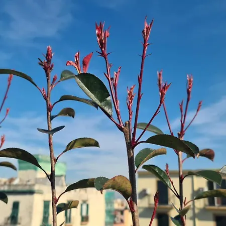 Διαμέρισμα Le Terrazze Sul Vesuvio Νάπολη